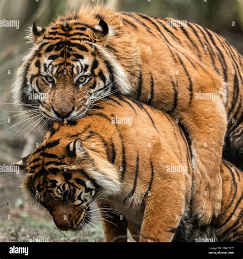 tiger porn